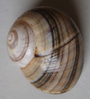 Polymita picta multifasciata, 2)   (Torre, 1850)